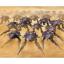 HG 1/144 Pluma Set (Invasion of Chryse)
