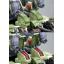 HMM ZOIDS 1/72 RZ-041 Liger Zero Panzer Marking Plus Ver.