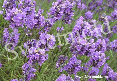หัวน้ำหอมกลิ่นลาเวนเดอร์ LAVENDER ขนาด100ML
