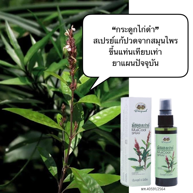 มัสคูลสเปรย์ "กระดูกไก่ดำ" อภัยภูเบศร