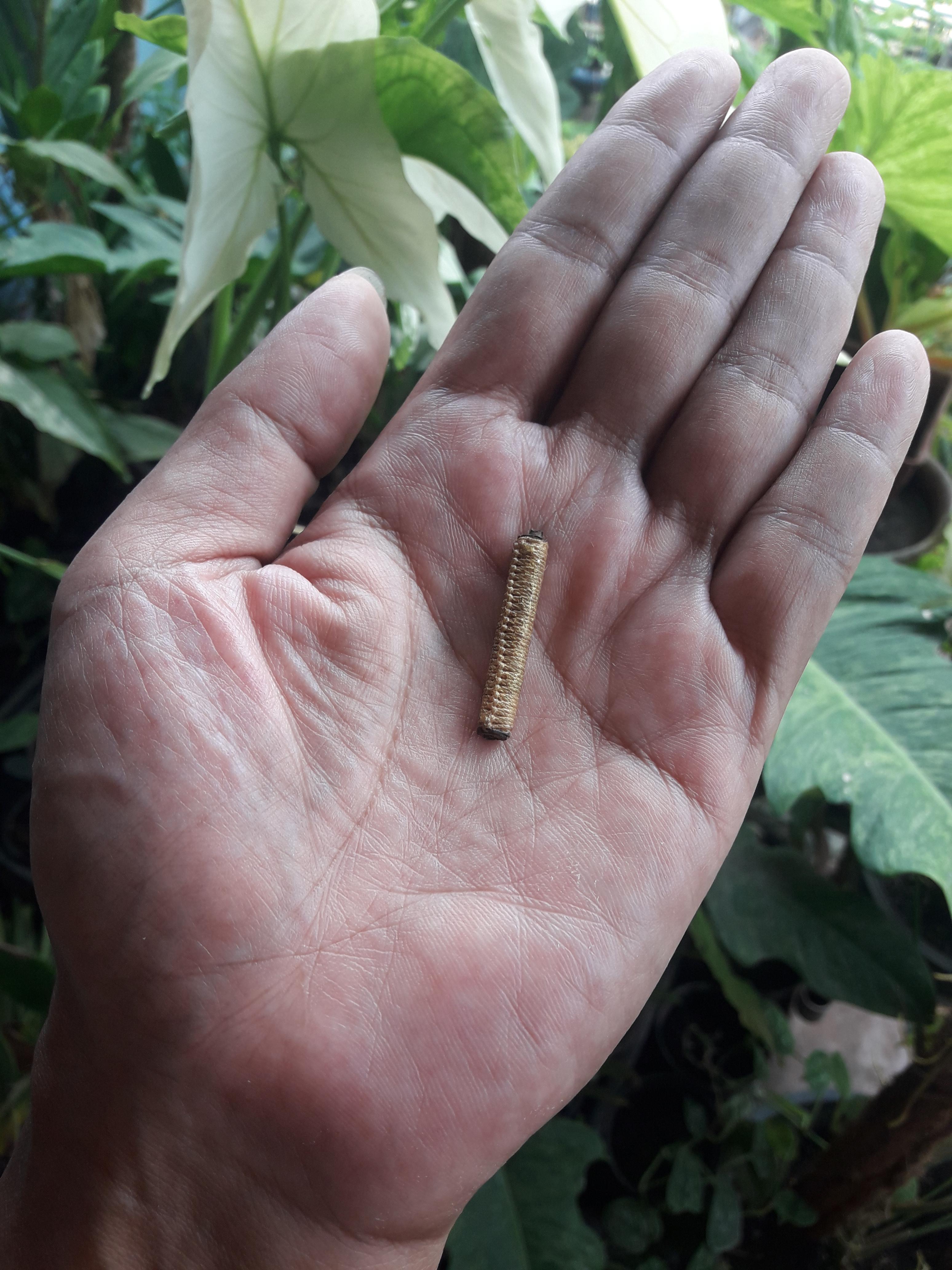 ตะกรุดสาริกา 1 นิ้ว 2 หุน ถักเชือกทาทอง ไม่ทราบที่ครับ