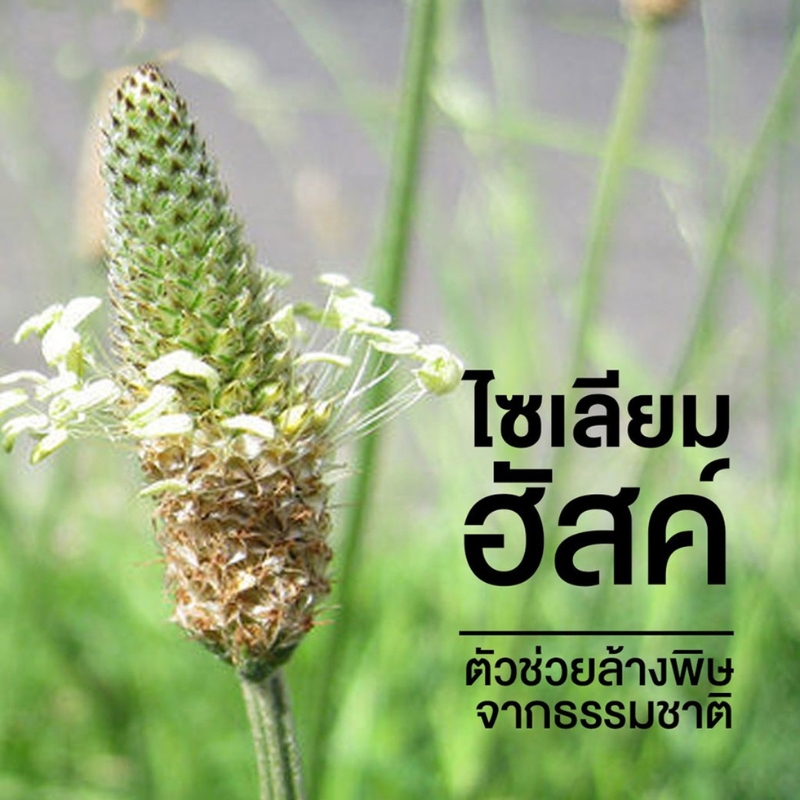 ไซเลียมฮัสค์ ตราธัญญาหารทิพย์ 100 กรัม (แพ็คเกจใหม่)