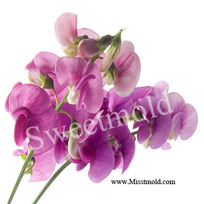 หัวน้ำหอมกลิ่นsweet pea ขนาด100ML