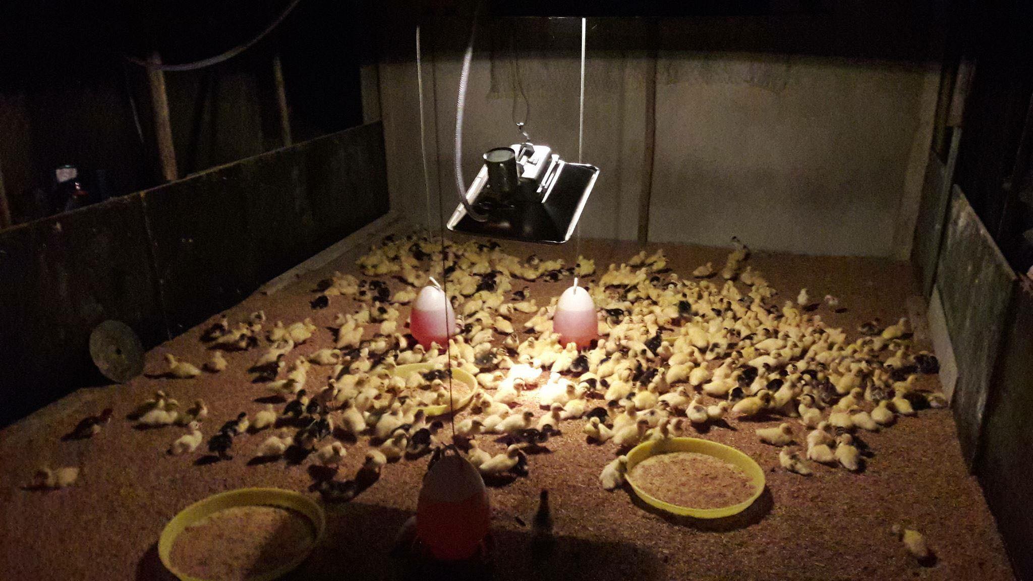 Infrared LP bas Brooder Model: JRL-8S หัวกกแก๊ส อินฟาเรด รุ่นเซรามิค JRL-8S