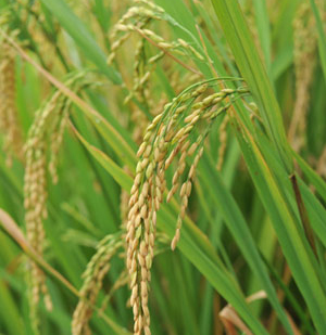 หัวน้ำหอมกลิ่นข้าว Rice ขนาด100ML