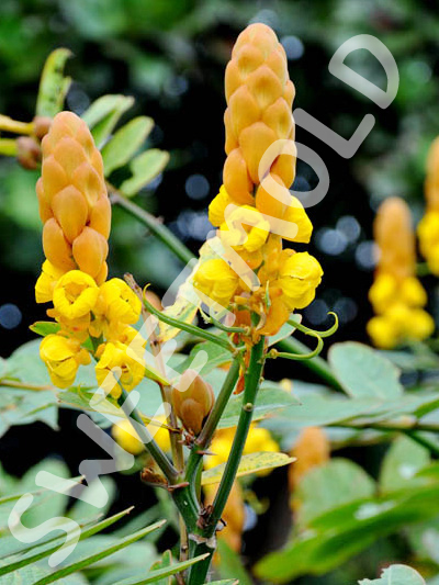 ชุมเห็ดเทศ -M00136