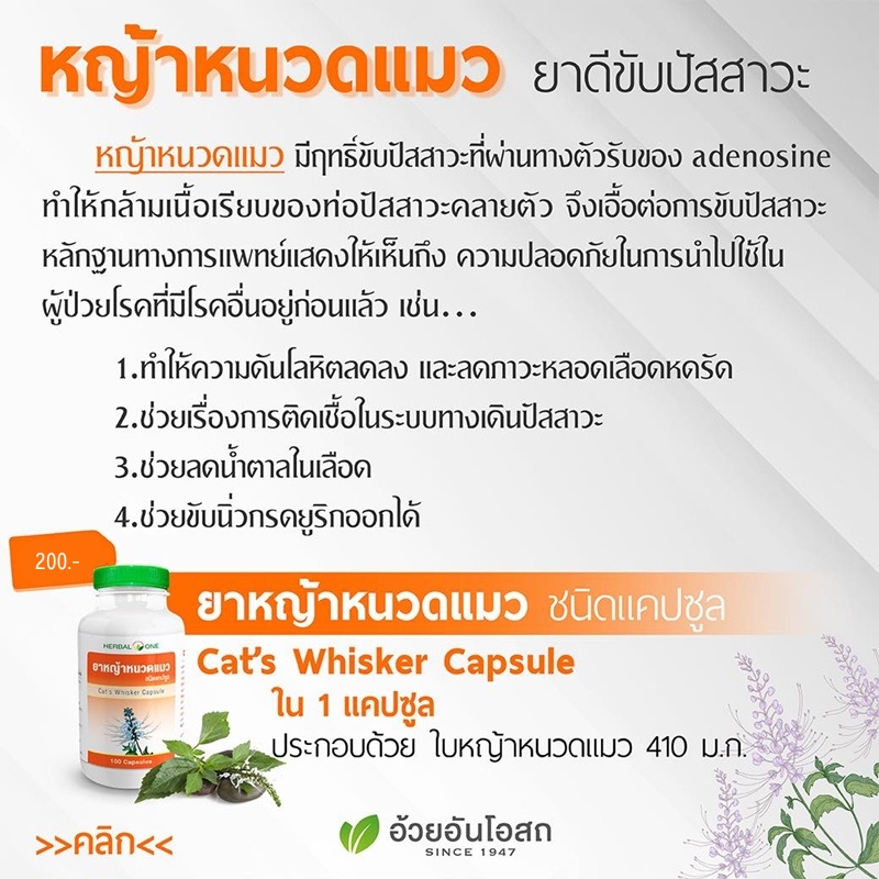 ยาหญ้าหนวดแมวชนิดแคปซูล อ้วยอันโอสถ เฮอร์บัลวัน Herbal One