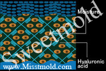 สารสกัดHyaluronic Acid ไฮยาลูโรนิค ขนาด1000ML :006414