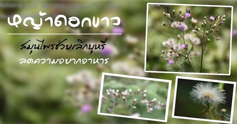 หญ้าดอกขาว ชาชงปฐม (ชาไม่อยากข้าว ช่วยเลิกบุหรี่)