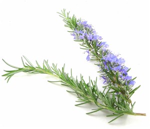 กลิ่นโรสแมรี่ Rosemary Fragrance 450ML