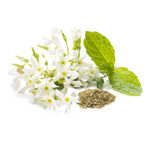 หัวน้ำหอมกลิ่นWhiteJasmine&Mint (ไม่เร่งเทส) ขนาด1000ML : 002881