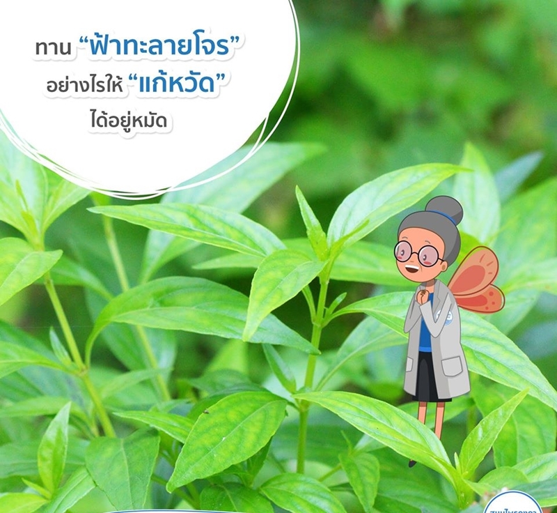 ยาแคปซูลฟ้าทะลายโจร สมุนไพรคงคา หมอเอี้ยง ( 100 แคปซูล )