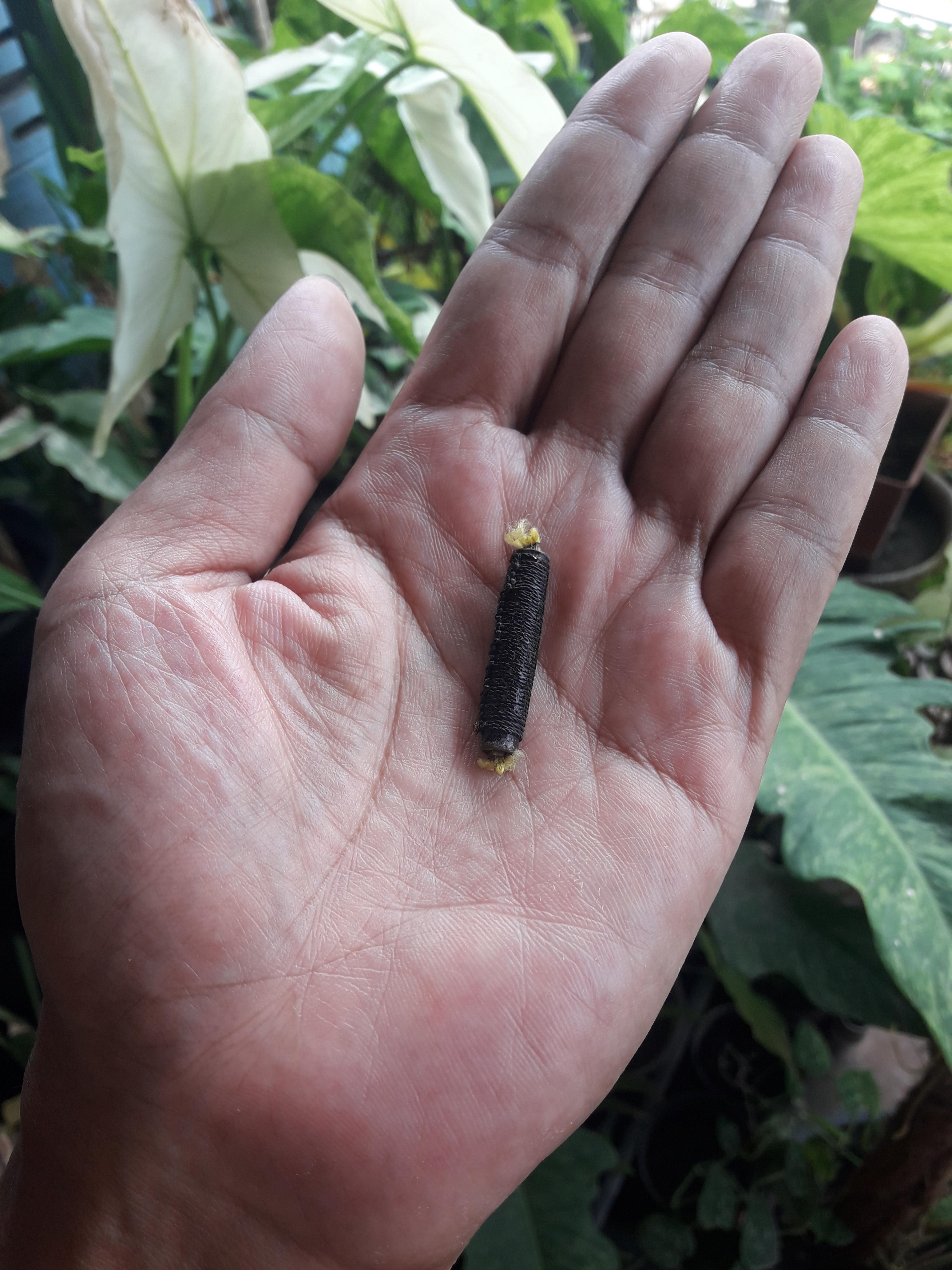 ตะกรุดสาริกา 1 นิ้ว 3 หุน ถักเชือกดำ ลงรัก ไม่ทราบที่ครับ