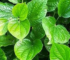 Betel Peper Liquid Ex (สารสกัดใบชะพลู) ขนาด 100 ML