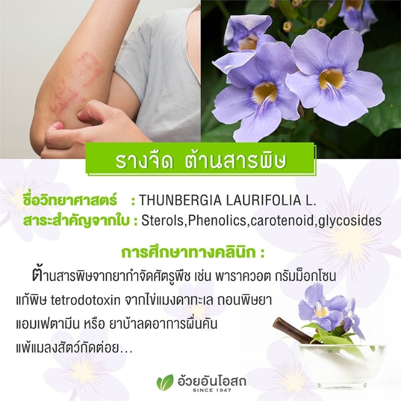 ยาแคปซูลผสมรางจืด อ้วยอันโอสถ เฮอร์บัลวัน Herbal One