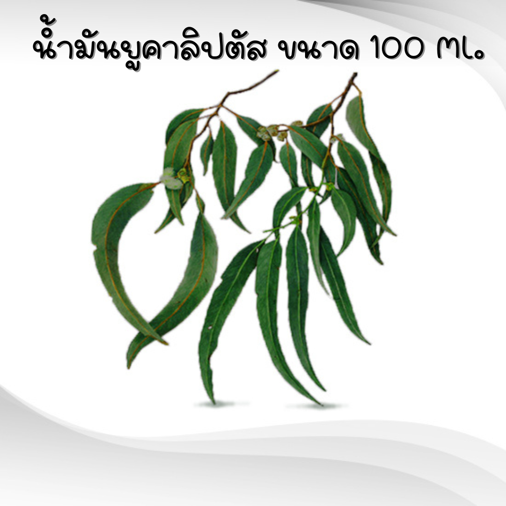 Eucalyptus Oil. (น้ำมันยูคาลิปตัส) ขนาด 100 Ml. รหัสสินค้า 001715