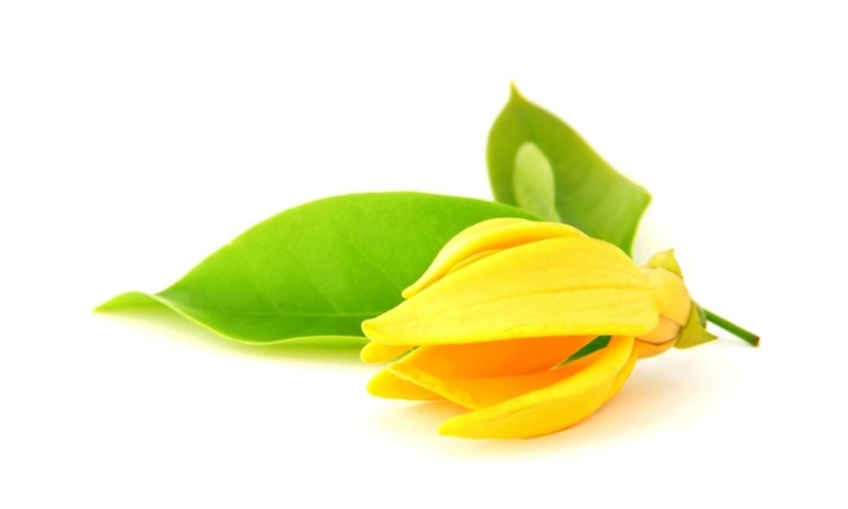 หัวน้ำหอมกลิ่น ดอกกะดังงา YLANG YLANG ขนาด 450 ML
