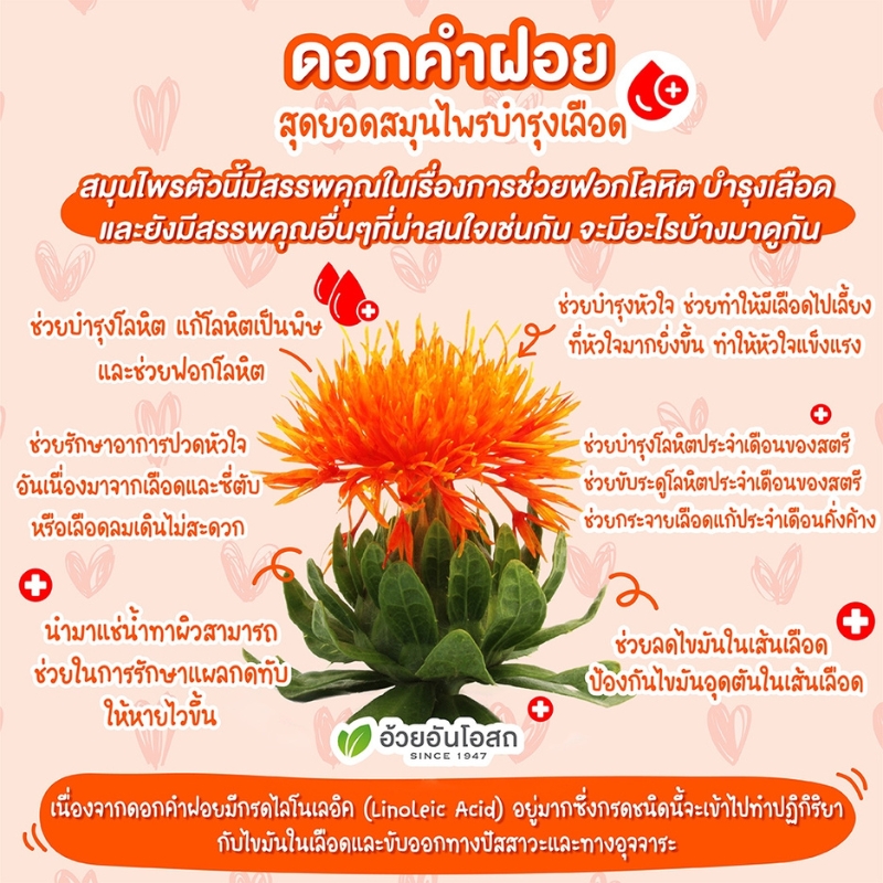 ยาแคปซูลดอกคำฝอย อ้วยอันโอสถ เฮอร์บัลวัน Herbal One