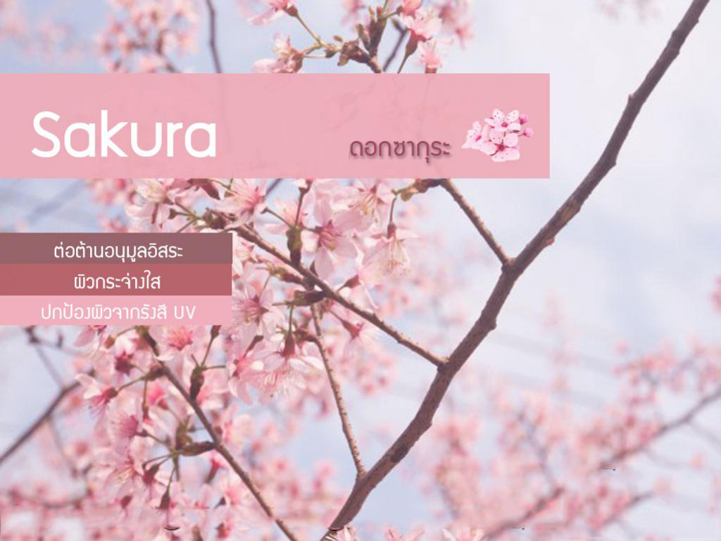 ผงซากุระ ขนาด50กรัม :005520