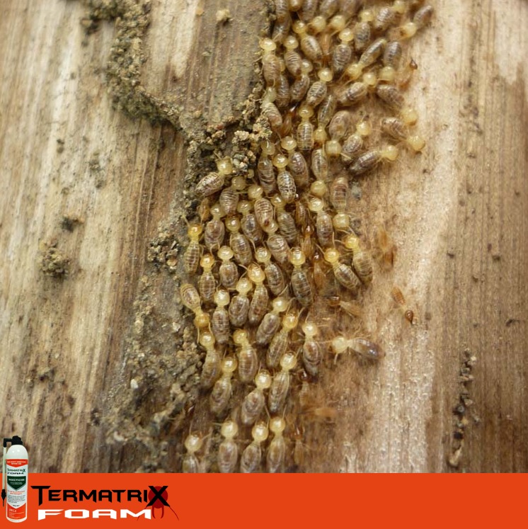 Termatrix Foam โฟมกำจัดปลวก ยากำจัดปลวก แบบโฟม ตราเทอร์แมทริกซ์ ขนาด 500g. (สูตรตายต่อเนื่อง)
