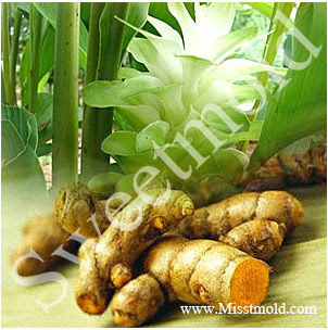 หัวน้ำหอมกลิ่นไพล ขนาด100ML : 002667
