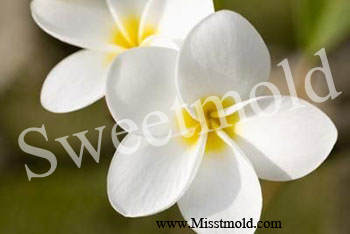 หัวน้ำหอมกลิ่นดอกลีลาวดีขาว ขนาด30ML