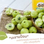 สมุนไพรน่ารู้ | “มะขามป้อม” แหล่งวิตามินซีจากธรรมชาติ ต้านหวัด แก้ไอ เสริมภูมิคุ้มกัน