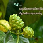 🌿 ยอ สมุนไพรสารพัดประโยชน์ บำรุงสุขภาพจากภายใน