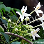 หัวน้ำหอมกลิ่นดอกปีป ขนาด 450 ML