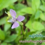 🌿 หญ้าปักกิ่ง สมุนไพรฟื้นฟูภูมิคุ้มกัน ต่อต้านมะเร็งจากธรรมชาติ
