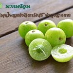 🍈 มะขามป้อม สมุนไพรแห่งวิตามินซี บำรุงร่างกายครบวงจร