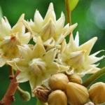 ผงดอกพิกุล