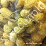 ใยบวบ รอยเชือก