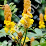 ชุมเห็ดเทศ -M00136