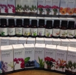 Eyun-Fragrance Oil A05 10ml.