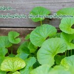 🌿 บัวบก สมุนไพรพื้นบ้าน เพื่อสมองและฟื้นฟูสุขภาพ