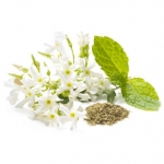 หัวน้ำหอมกลิ่นWhiteJasmine&Mint (ไม่เร่งเทส) ขนาด450ML : 002880