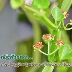 เพชรสังฆาต สมุนไพรรักษาริดสีดวงที่ใช้กันมาแต่โบราณ 🌿