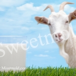 หัวน้ำหอมกลิ่นนมแพะ ขนาด450ML : 004237