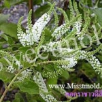 หัวน้ำหอมกลิ่นราชาวดี ขนาด 450 ML