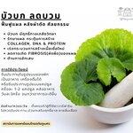 🌿 บัวบก ลดบวม ฟื้นฟูแผล