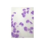 ม็ดบีดส์ ที่ประกอบด้วย Jojoba Esters และ Trehalose ให้ความชุ่มชื้นผิว﻿﻿ 30 กรัม