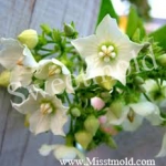 หัวน้ำหอมดอกชมนาถ+น้ำผึ้ง Chomard&Honey ขนาด450ML