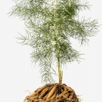 สารสกัดรากสามสิบ ขนาด 100 ML