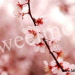 หัวน้ำหอมกลิ่นbeauty blossom ขนาด 450 ML