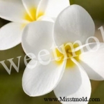 หัวน้ำหอมกลิ่นดอกลีลาวดีขาว03 ขนาด 450 ML