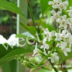 หัวน้ำหอมกลิ่นดอกบุหงา Dok Bu Nga ขนาด450ML : 002712