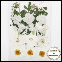 ดอกไม้แห้งตกแต่งจากธรรมชาติDiy(แบบที่1) : 007328