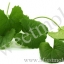สารสกัดใบบัวบก ขนาด 100 ML