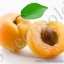 ผงสครับ apricot ขนาด 100 กรัม
